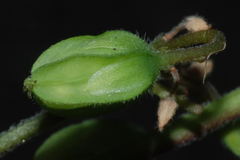 Oxalis frutescens