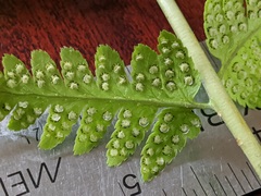 Dryopteris × uliginosa