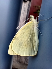 Pieris brassicae