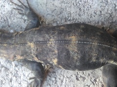 Ctenosaura pectinata