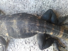 Ctenosaura pectinata