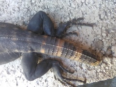 Ctenosaura pectinata