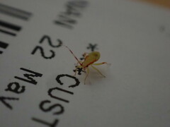 Campyloneura virgula