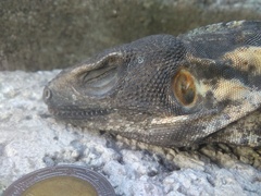 Ctenosaura pectinata