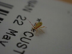 Campyloneura virgula