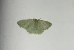 Phaiogramma