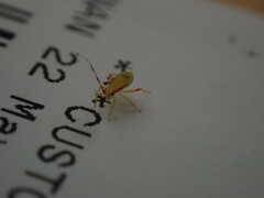 Campyloneura virgula