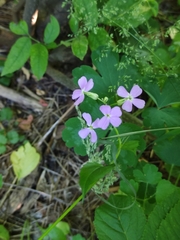 Hesperis matronalis
