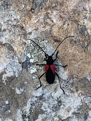 Purpuricenus humeralis