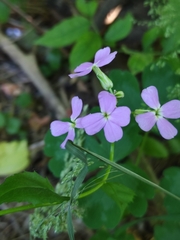 Hesperis matronalis