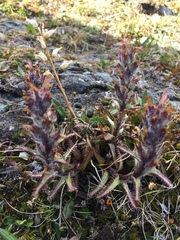 Pedicularis hirsuta