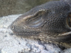 Ctenosaura pectinata