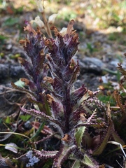 Pedicularis hirsuta