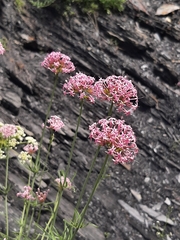 Centranthus angustifolius