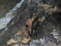 Ctenosaura pectinata