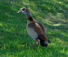 Alopochen aegyptiaca image