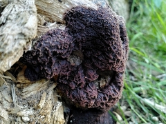 Myxomycetes