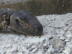 Ctenosaura pectinata