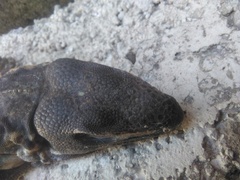 Ctenosaura pectinata