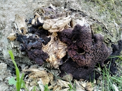 Myxomycetes