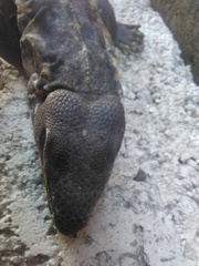 Ctenosaura pectinata