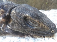 Ctenosaura pectinata