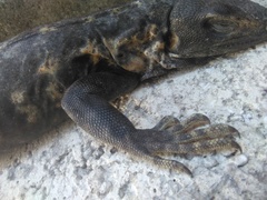 Ctenosaura pectinata