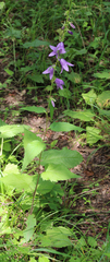 Campanula rapunculoides cordifolia