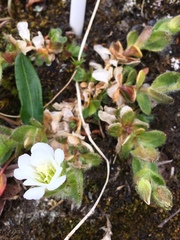 Cerastium nigrescens