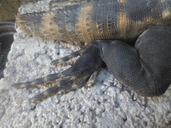 Ctenosaura pectinata