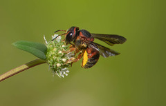 Loyolanthidium
