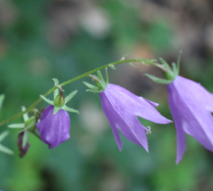 Campanula rapunculoides cordifolia
