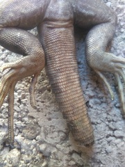 Ctenosaura pectinata