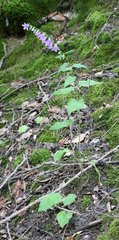 Campanula rapunculoides cordifolia