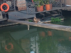Anas platyrhynchos