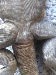 Ctenosaura pectinata