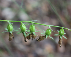 Campanula rapunculoides cordifolia