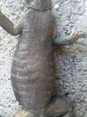 Ctenosaura pectinata