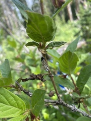 Euphydryas gillettii