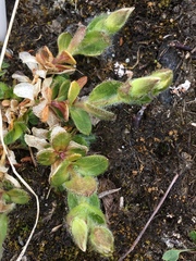 Cerastium nigrescens