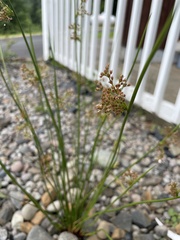 Juncus decipiens