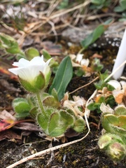 Cerastium nigrescens