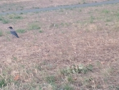 Corvus cornix
