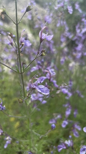 Oriental germander (Teucrium orientale)