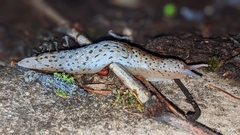 Limax conemenosi