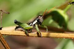 Pseudoscopas nigrigena