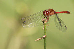 Sympetrum vicinum