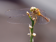 Sympetrum vicinum