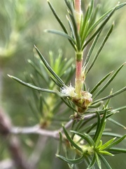 Cliffortia atrata