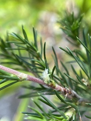 Cliffortia atrata
